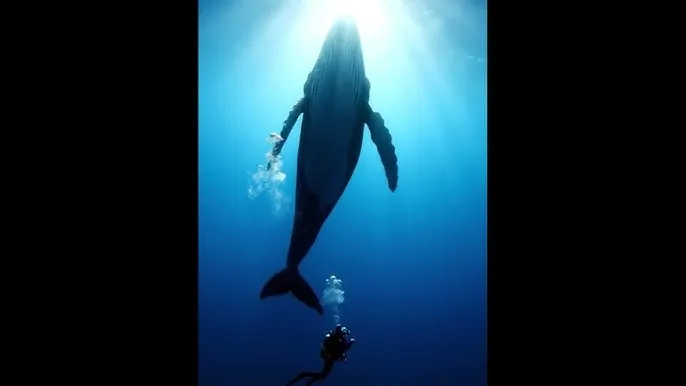 高中老师成熟 - 深蓝星球：探索海洋深处的未知世界